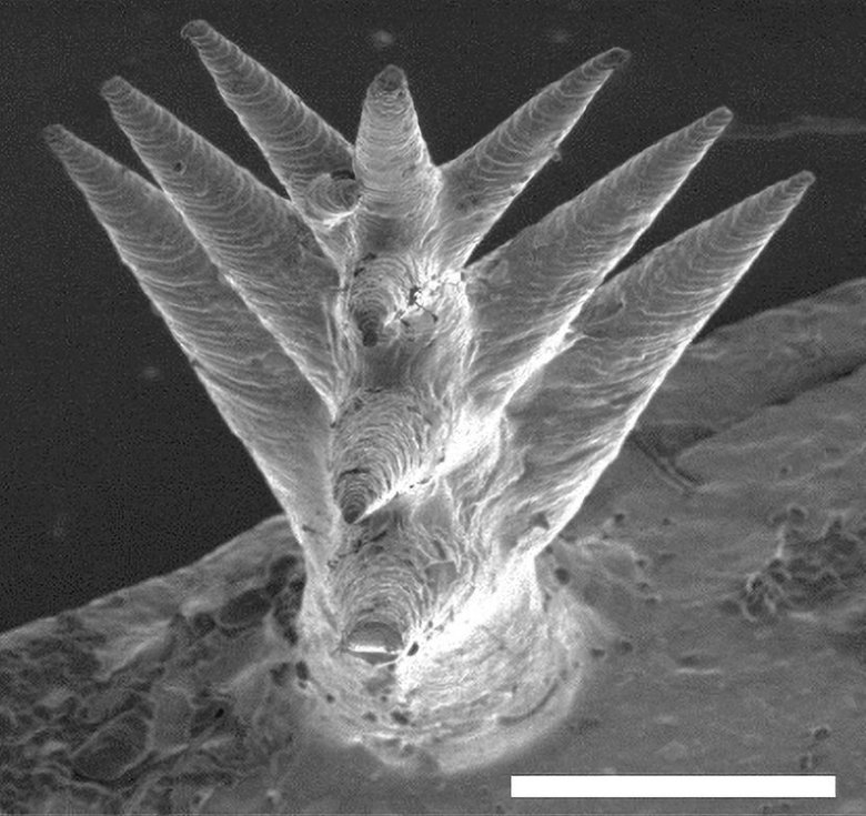 Увеличенное изображение колючки-шипа. Фото: California Institute of Technology