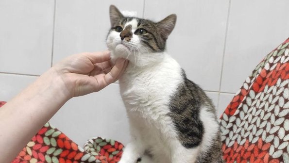 Под Тулой умный котенок попросил помощи в ветклинике
