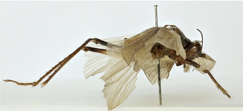 Единственный экземпляр катидида, который хранится в музее Лондона. Фото: Journals Plos