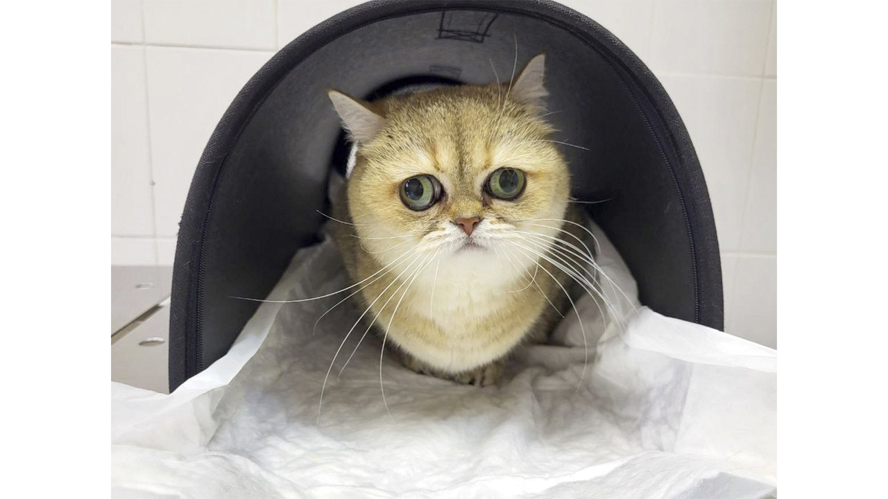 Кошка с необычным взглядом в переноске в ветклинике Кошка с необычным взглядом в переноске в ветклинике
