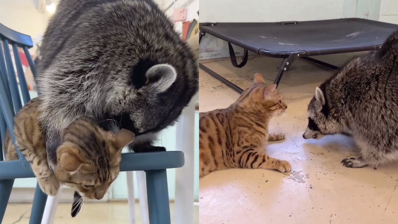 Кот и енот Кот и енот
