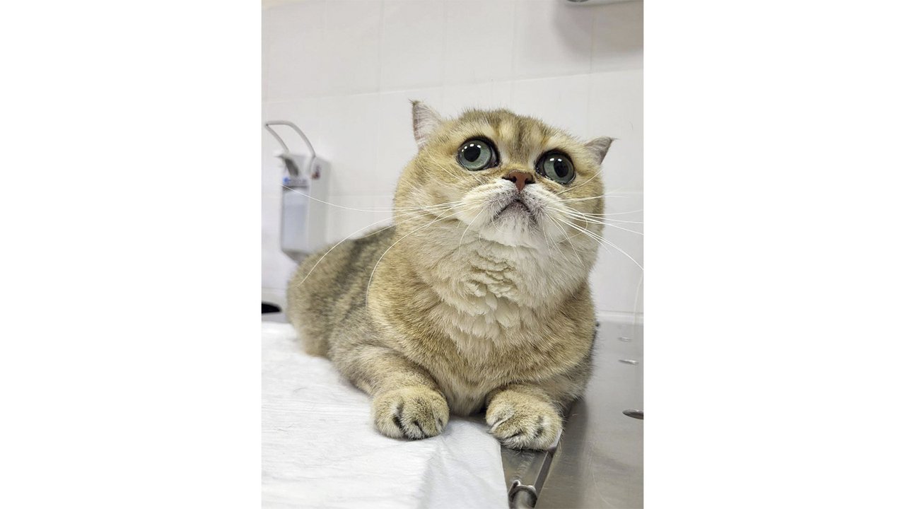 Кошка с глазами как из мультика смотрит вверх Кошка с глазами как из мультика смотрит вверх