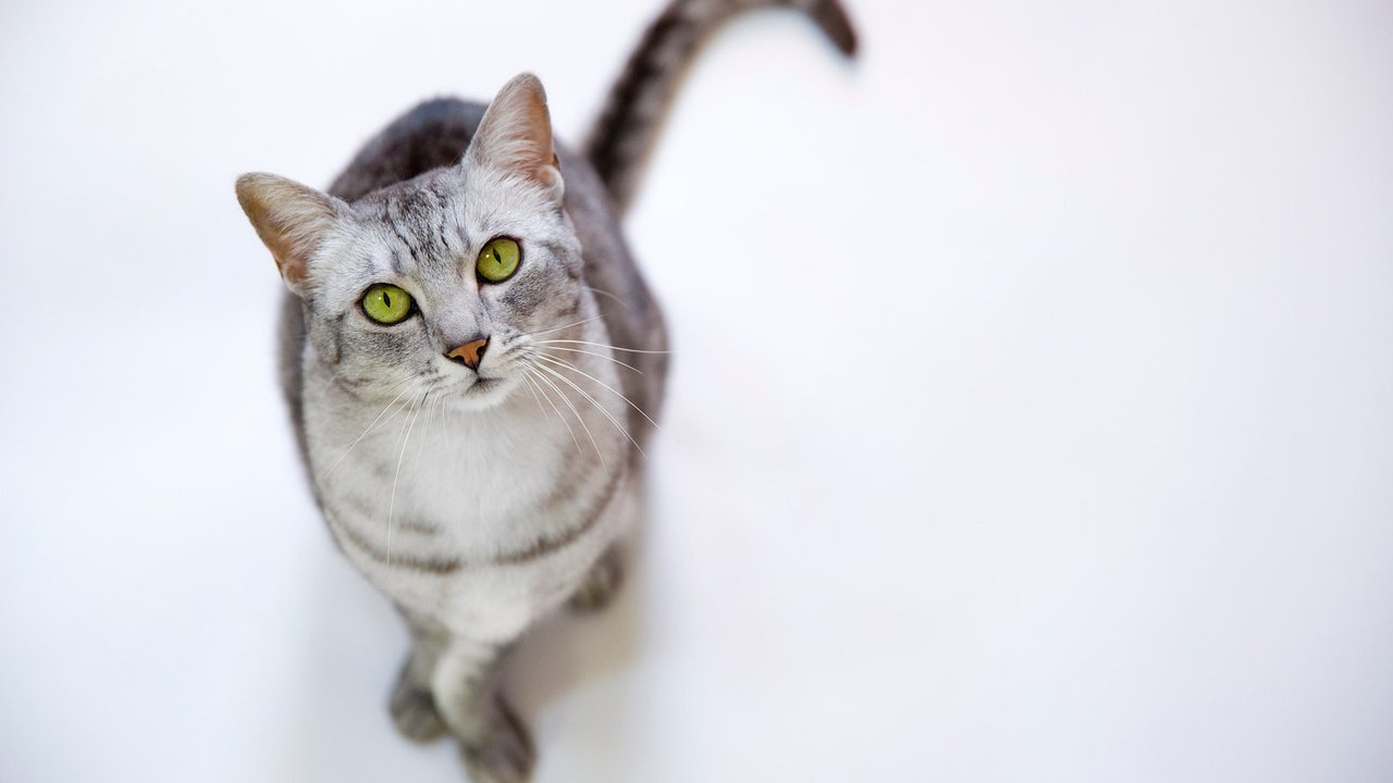 Питьевой режим | Как сделать так, чтобы кошка пила больше воды - Питомцы  Mail.ru