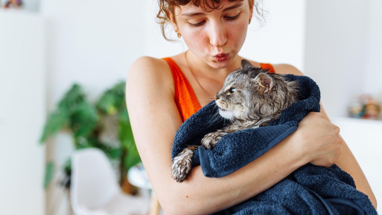 Кошка после мытья Кошка после мытья