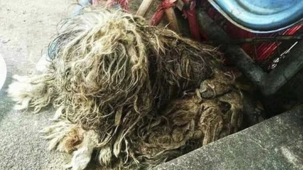 Люди нашли на мусорке пожилую собаку со спутанной шерстью — и спасли ее