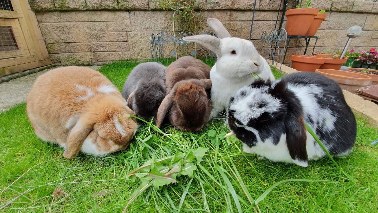 Что едят кролики