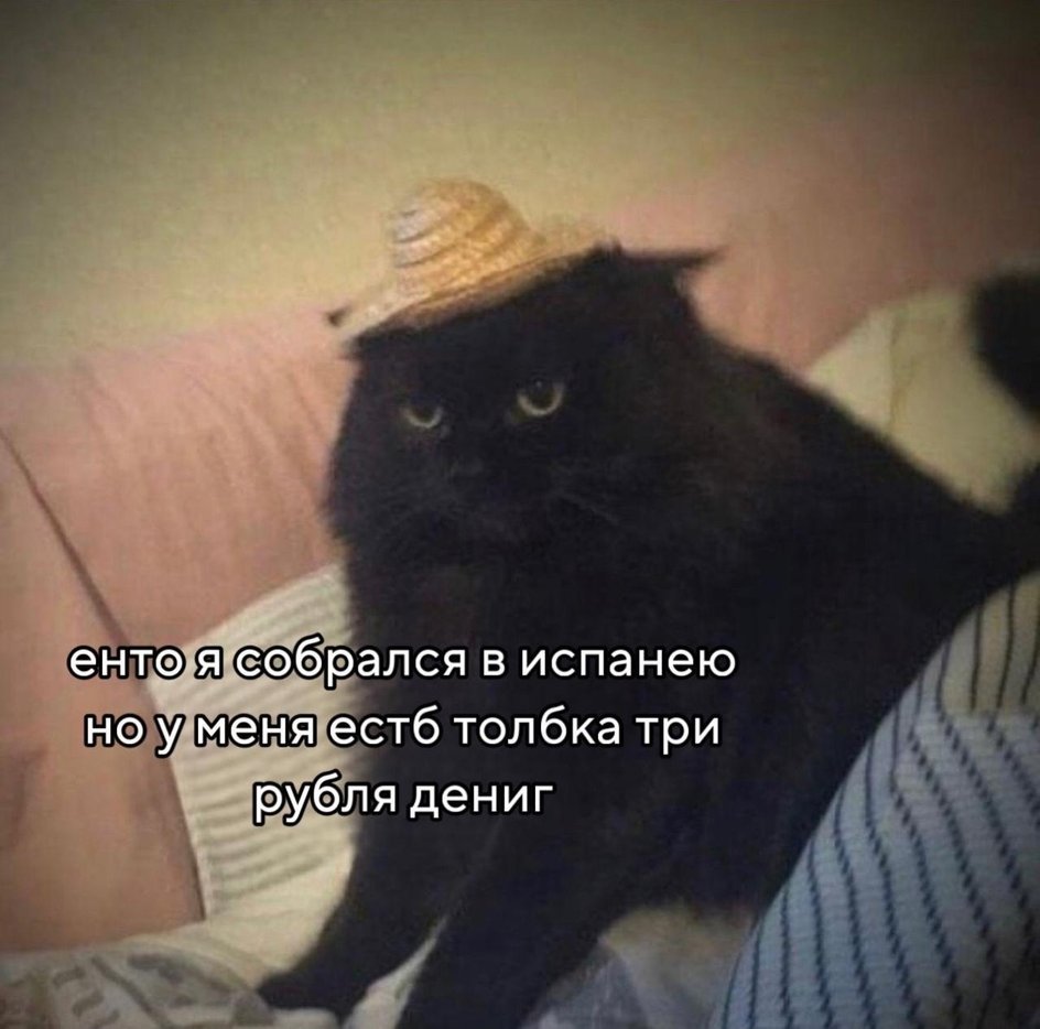 Кот без денег