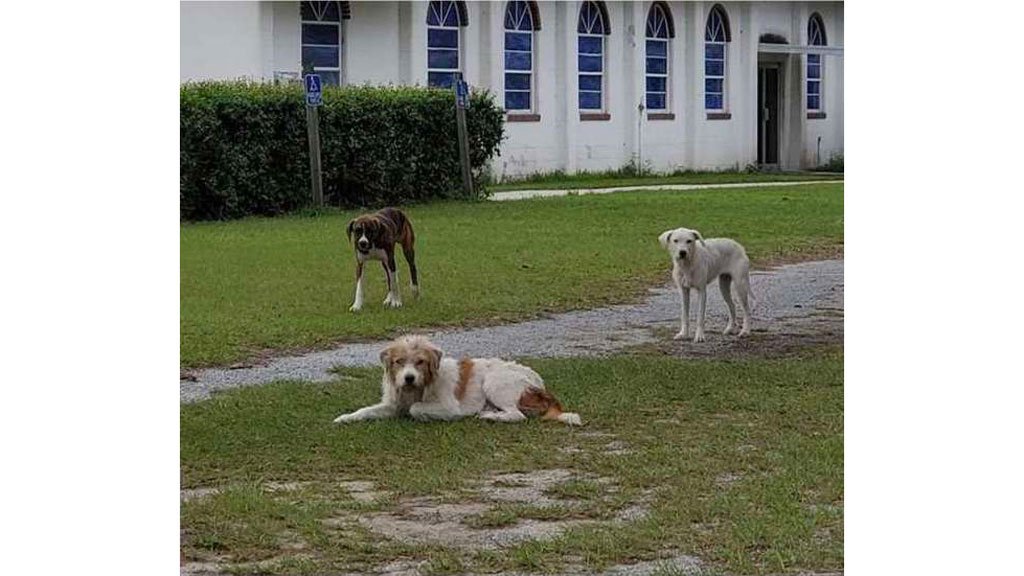 Animal johns. Бродячие собаки. Бродячая собака пришла к человеку. Собака ещё бабу. Вошедши на двор увидели там всяких собак.