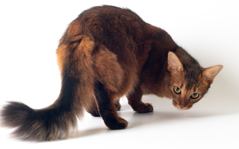 Породы белокурых кошек: особенности и здоровье редких животных