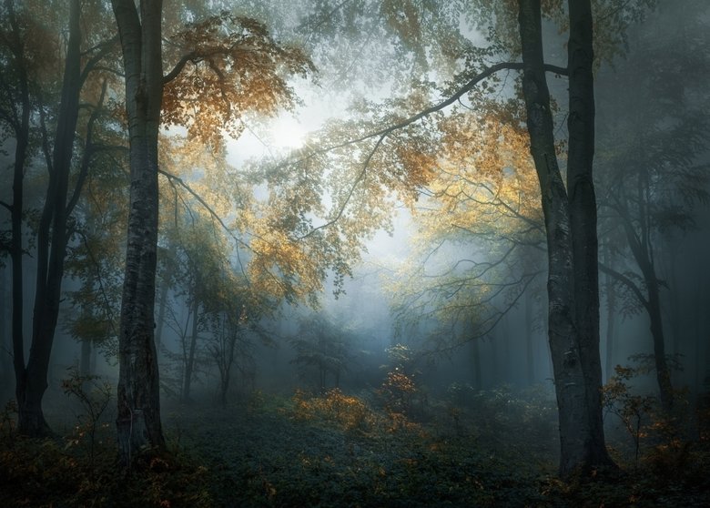 «Ранняя осень» Веселина Атанасова. / Фото – пресс-служба Sony.