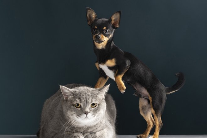 кот и собака кот и собака
