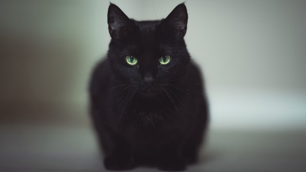 Дурная слава. 10 фактов о черных кошках, которые вы не знали