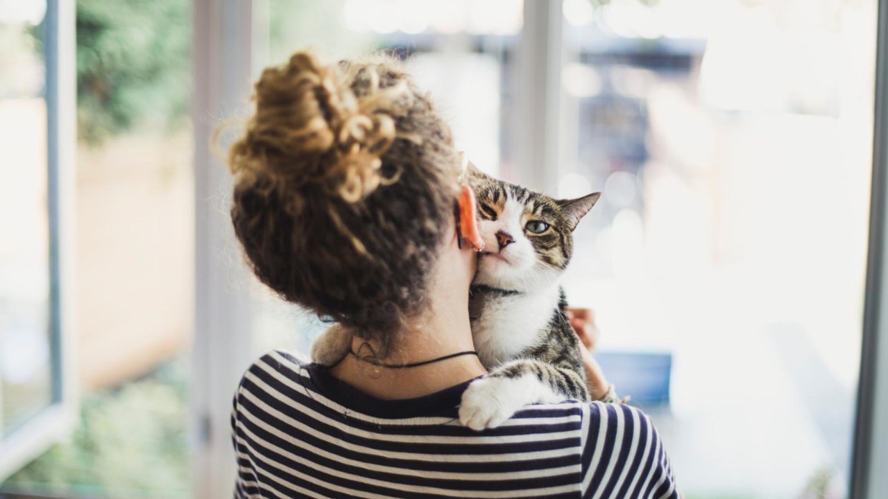 Кошка на руках у хозяйки Кошка на руках у хозяйки