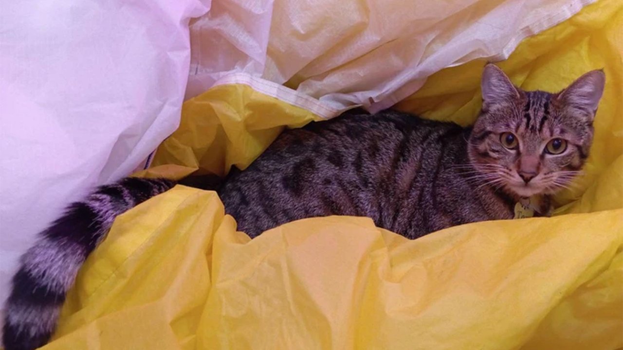 Кот лежит в парашюте Кот лежит в парашюте