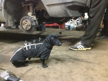 Собака-механик из автосервиса.