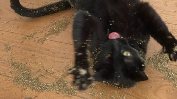 Котику дали кошачью мяту — его реакция рассмешила Сеть