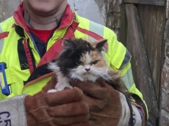 Пожарные спасли застрявшую кошку — ее реакция рассмешила Сеть