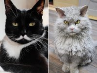 Content image for: 486497 | 12 котов и кошек, которые покорили Интернет