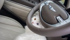 Кошка в машине