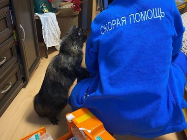 Сотрудники скорой помощи показали встречающих их котиков Сотрудники скорой помощи показали встречающих их котиков