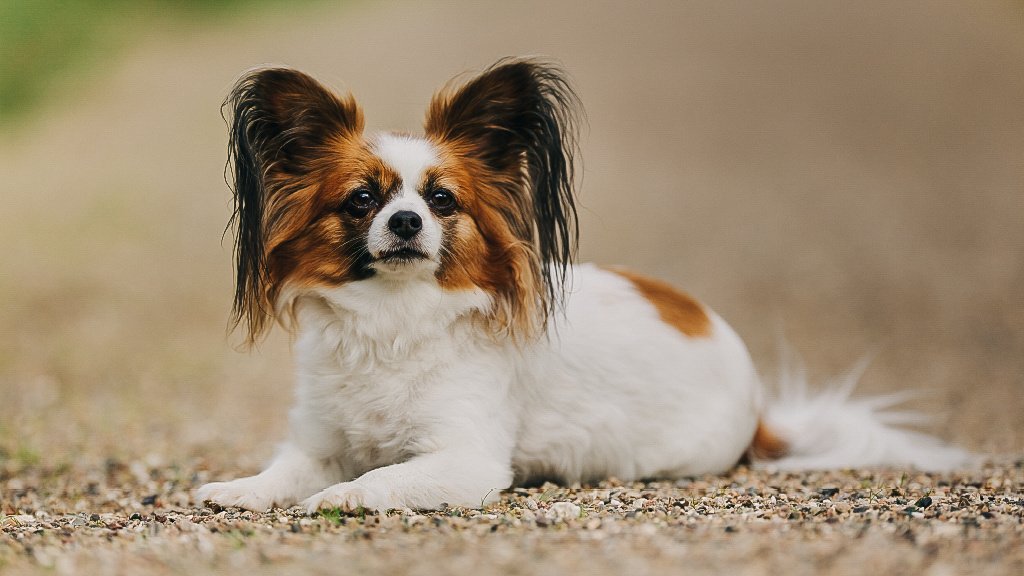 Топ-15 умных собак мелких пород: выбирайте самых сообразительных питомцев
