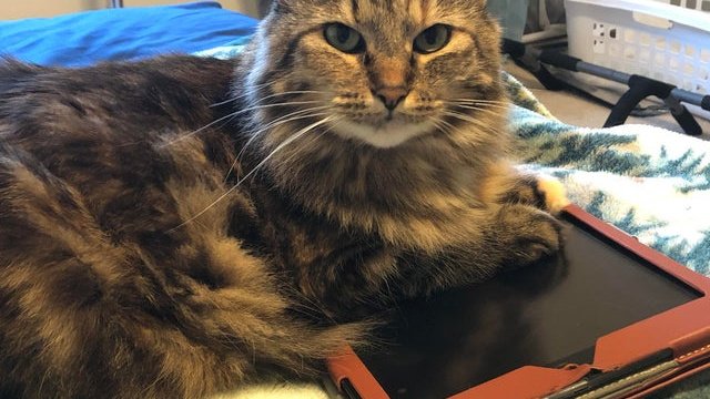 «Мой кот не любит все эти планшеты». Источник: https://www.reddit.com/r/catsvstechnology/comments/dhlj5e/maggie_suffocating_her_most_recent_victim/
