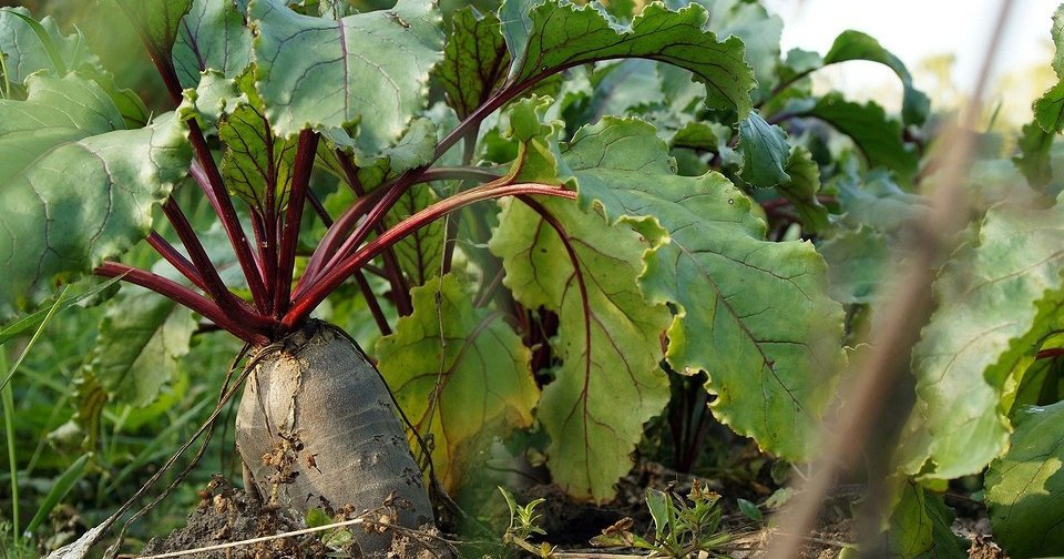 Как посадить много на маленьком участке: 7 советов дачнику