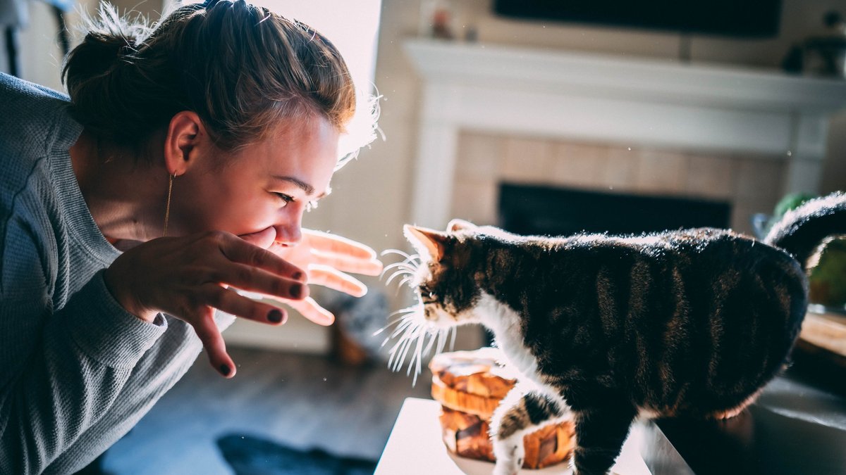 Коты и люди Коты и люди
