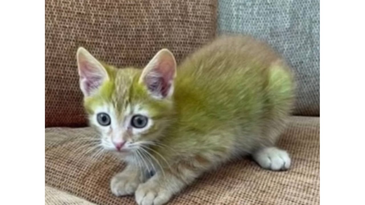 Зеленый котенок Зеленый котенок