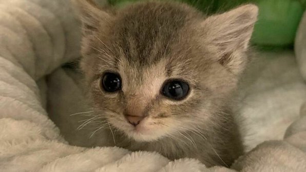 20 крошечных котят, которые покорят ваше сердечко