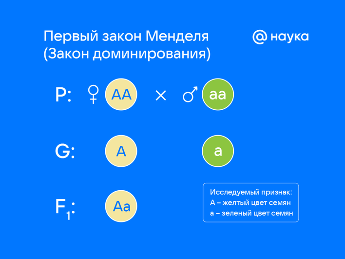 Инфографика, изображающая первый закон Менделя