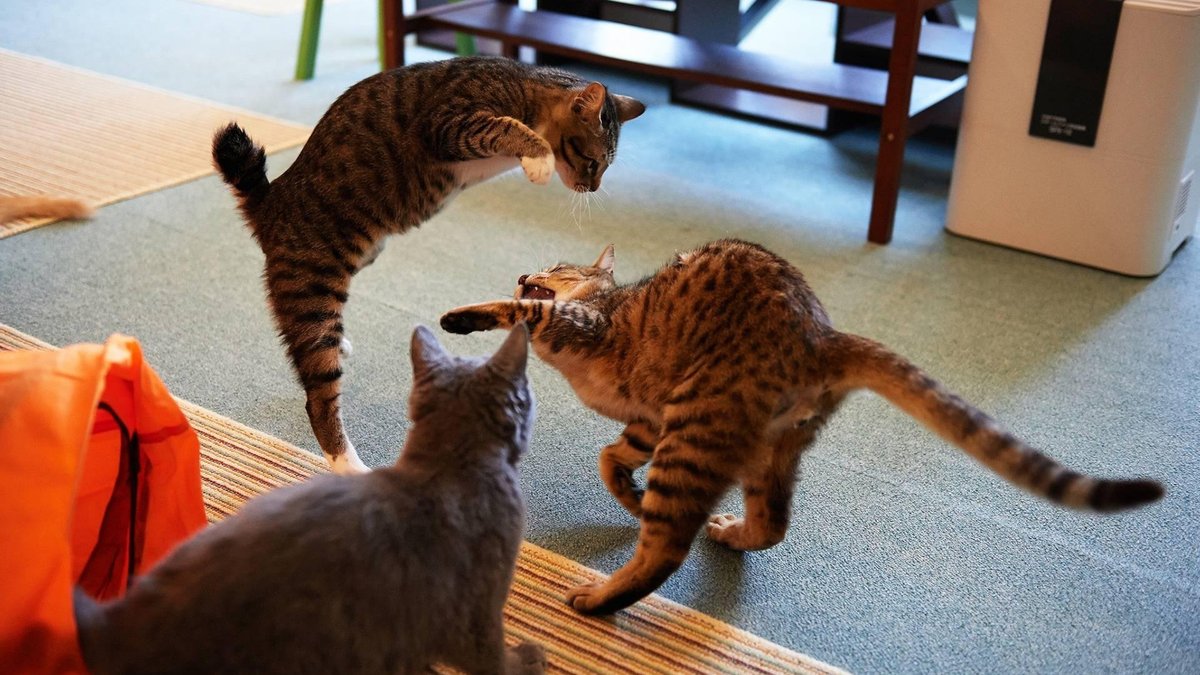 Ученые часами смотрели видео с котятами: причины и последствия - Hi-Tech  Mail.ru