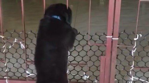 Котенок помог щенку выбраться из клетки