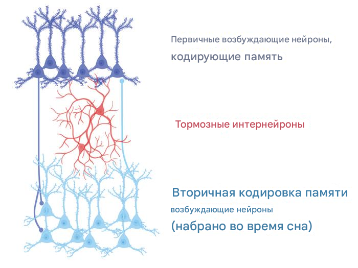 модели нейронных цепей
