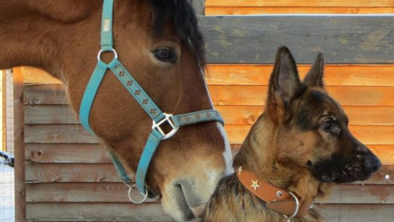 Пес Рекс и деревенская лошадь стали лучшими друзьями