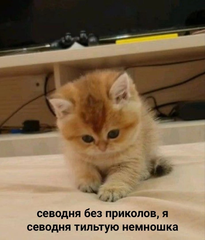 На картинке маленький котенок с потерянным взглядом
