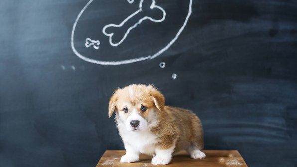 Вечные щенки: чем отличаются пищевые привычки маленьких собак от больших