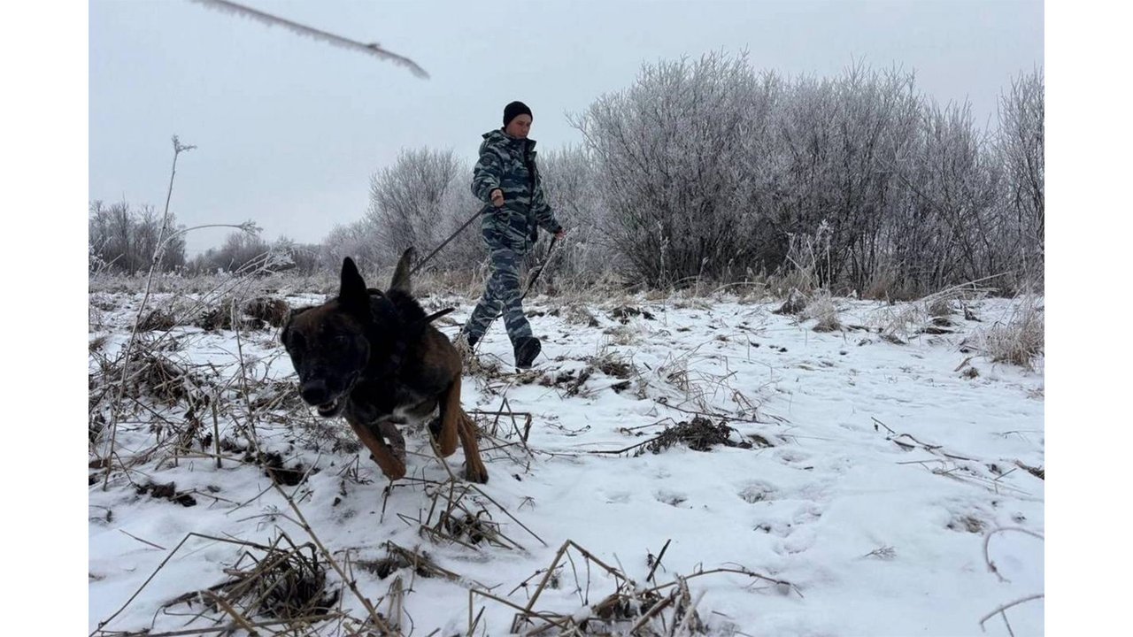 В Вологде собака помогла найти бабушку, которая заблудилась В Вологде собака помогла найти бабушку, которая заблудилась