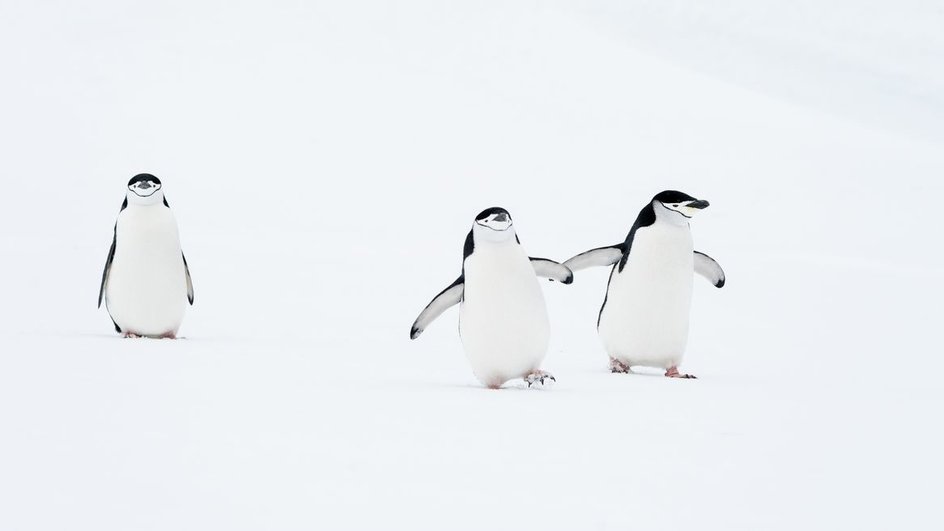 Фото с тремя пингвинами