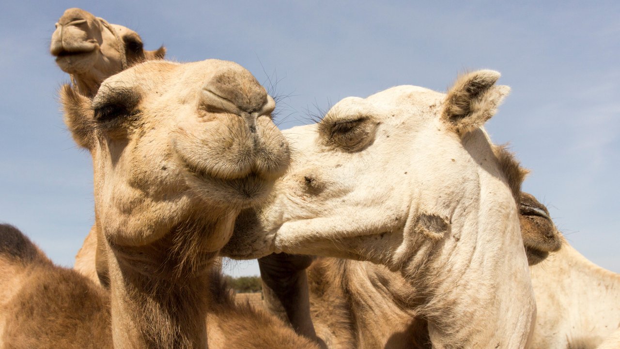 Увлекательный зоо порно фильм секс с верблюдом смотреть и скачать на мобилу