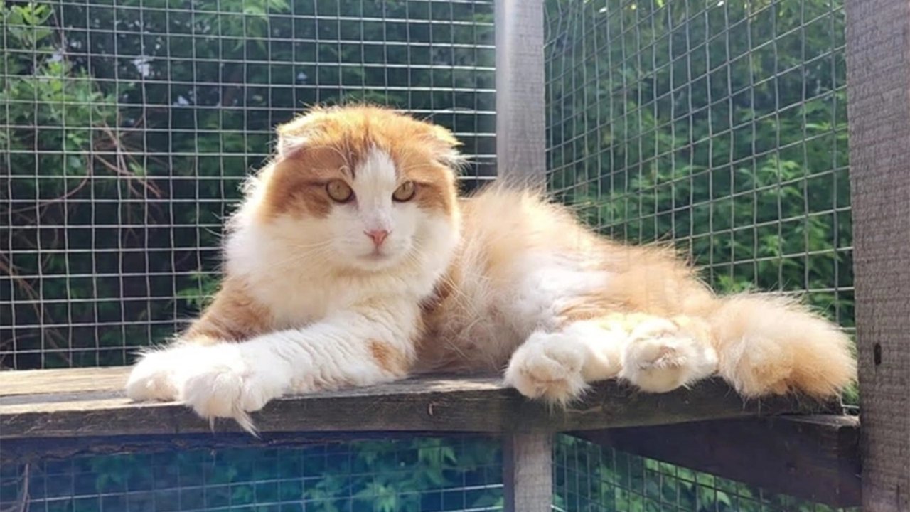 Вислоухий кот в приюте Вислоухий кот в приюте