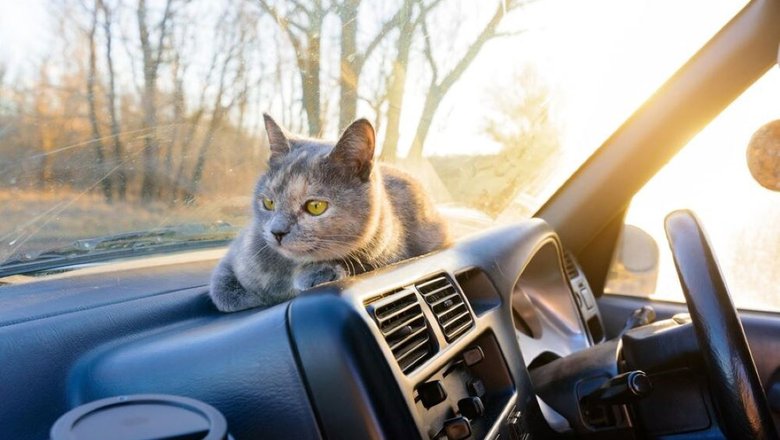 Кот в машине привыкает к поездкам.