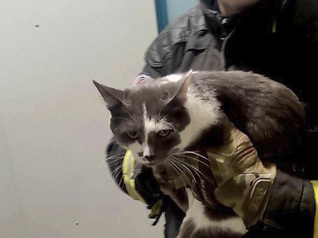 В Москве спасли домашнего кота, который не мог слезть с дерева