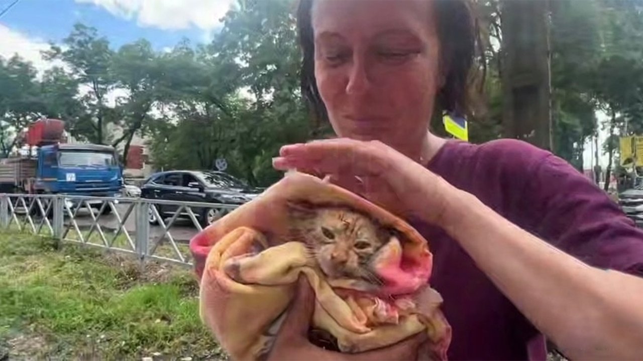 Котенка замятали в ткань