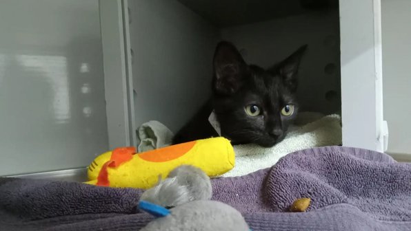 Бездомный котенок нашел друга после долгих месяцев страха
