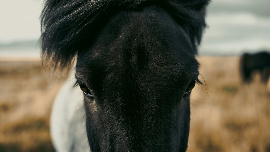 Unsplash.com/CC0 Unsplash.com/CC0