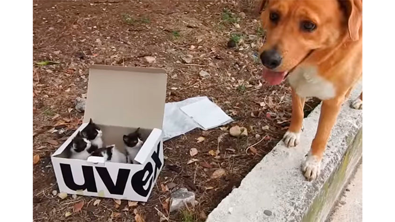 Пес обнаружил котят в коробке и не смог оставить их в беде