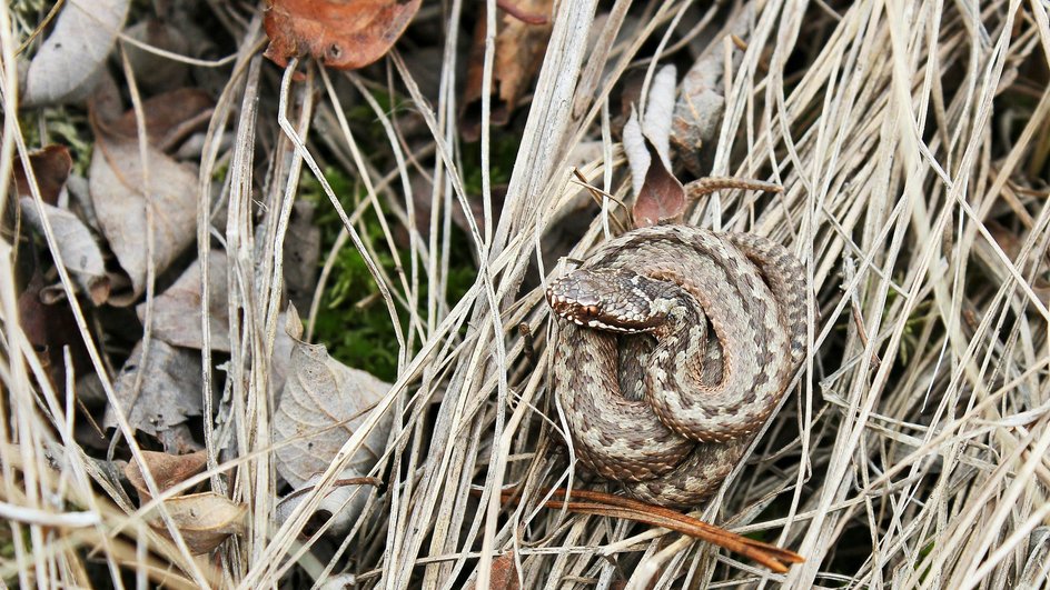 Серая змея сидит в сухой траве 