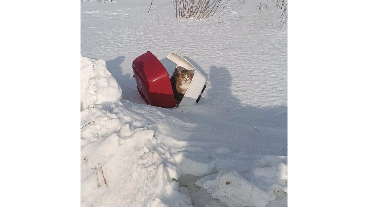 Кота в переноске выкинули на трассе в Нижегородской области