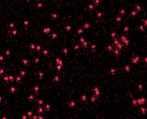 Атомы лития, охлажденные почти до абсолютного нуля, выглядят как красные точки на этом фото. Объединив несколько изображений, авторы смогли наблюдать, как атомы ведут себя как волны